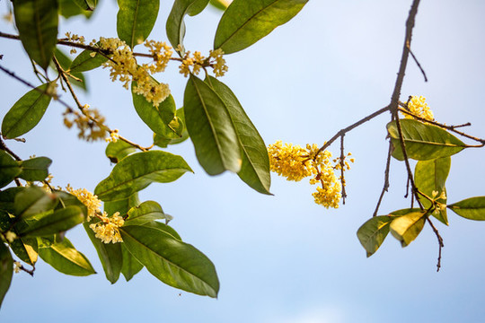 桂花