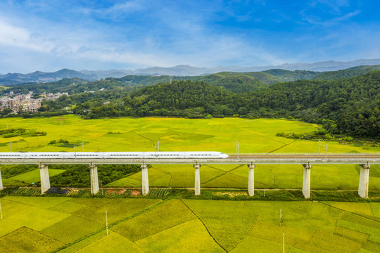 廣西梧州列車穿越豐收的稻田
