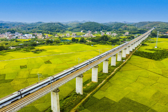 廣西梧州列車(chē)穿越豐收的稻田