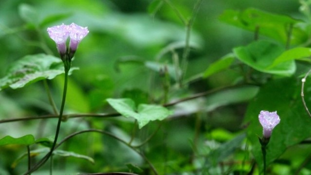 三裂葉薯