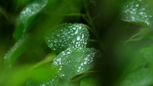 雨露