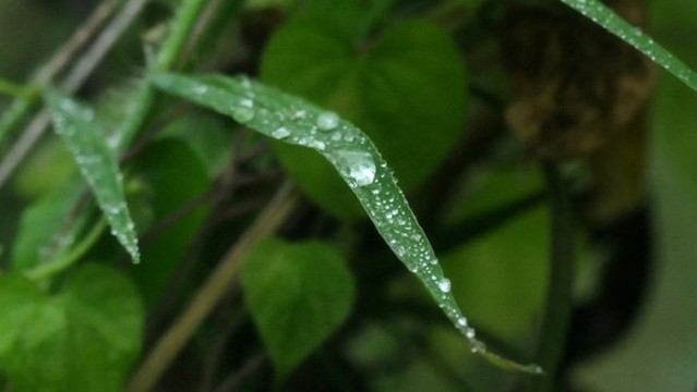 雨露