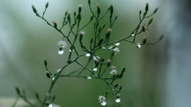 雨露