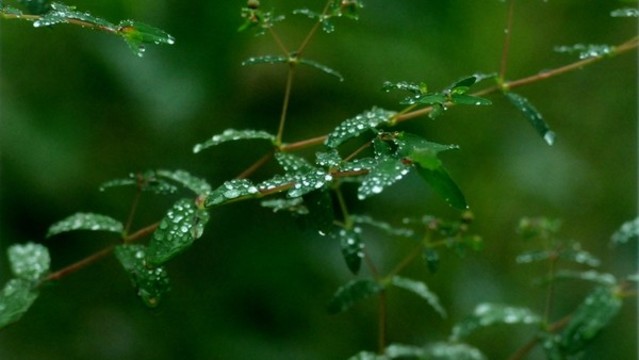 雨露