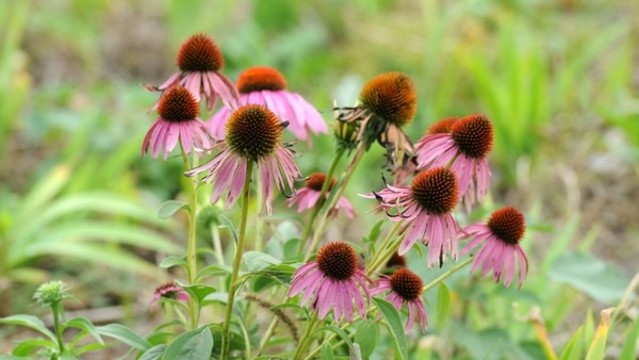 松果菊