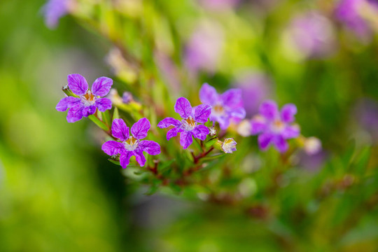 萼距花