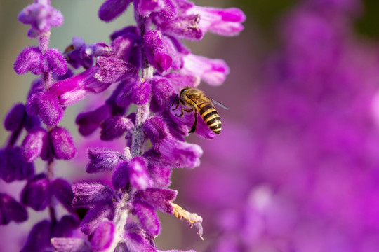 蜜蜂