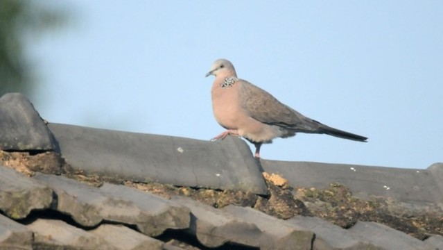 斑鳩