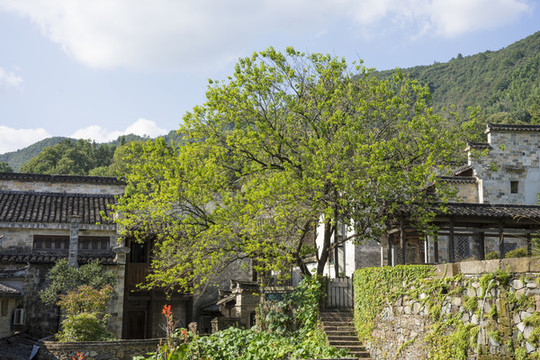 安徽宏村鎮(zhèn)塔川村農(nóng)村風(fēng)光