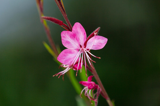 山桃草
