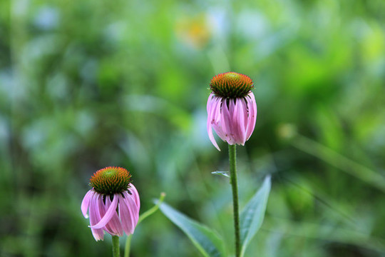 黑心菊