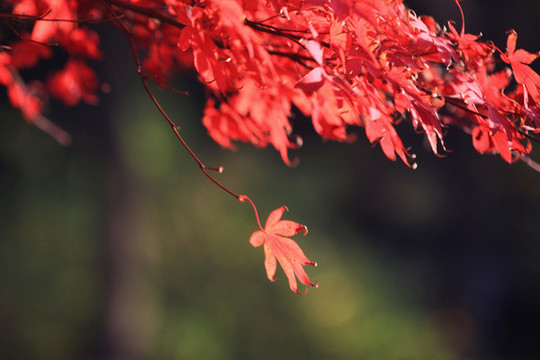 紅楓