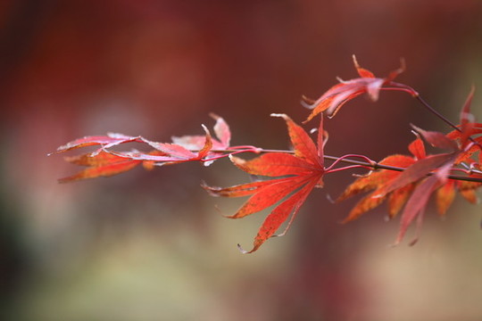 紅楓