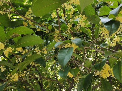 桂花