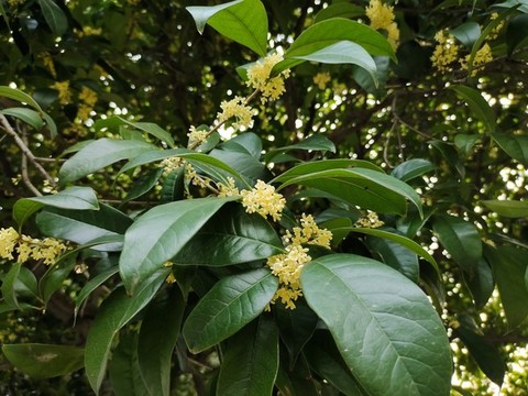 桂花特寫(xiě)