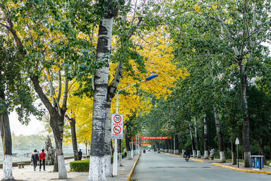 天津大學(xué)秋景