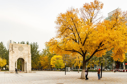 天津大學(xué)秋景