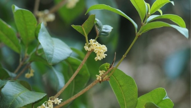 桂花