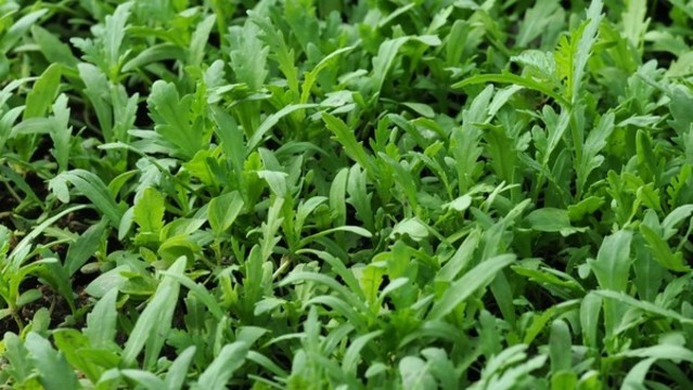 茼蒿