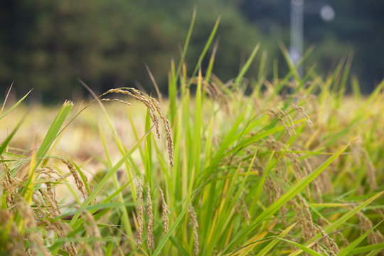 農(nóng)村戶外莊稼地里生長的稻穗