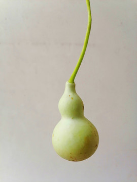 葫蘆