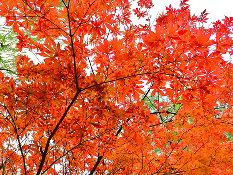 紅葉