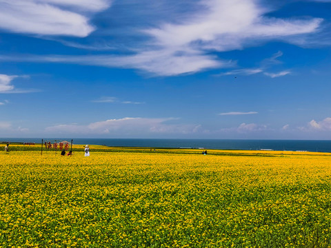 油菜花