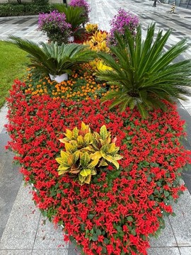景觀花卉
