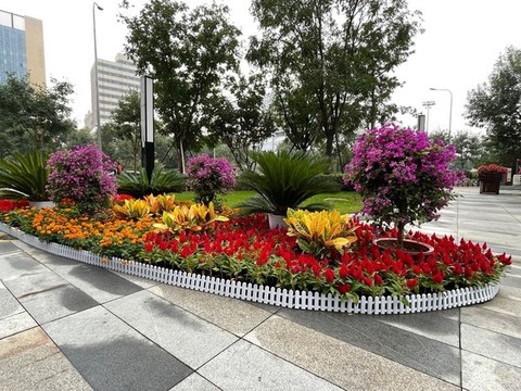 景觀花卉