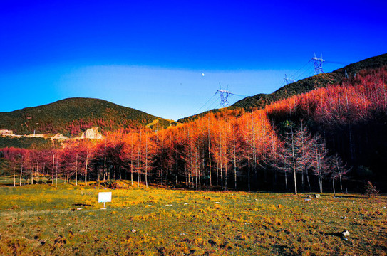 美姑龍頭山林海雪原川西紅葉