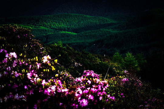 美姑索瑪花海佛光綠色植被山脈