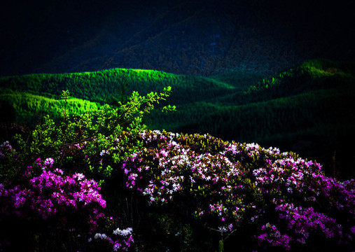 美姑索瑪花海佛光綠色植被山脈