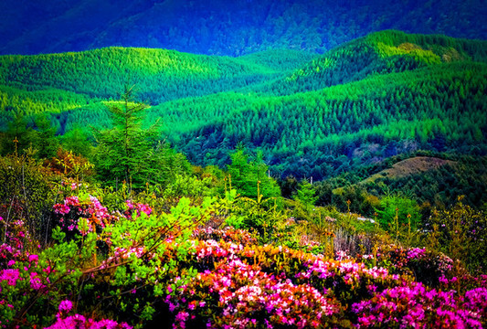 美姑索瑪花海佛光綠色植被山脈