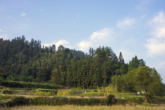 安徽西遞古村景區(qū)田園風(fēng)光