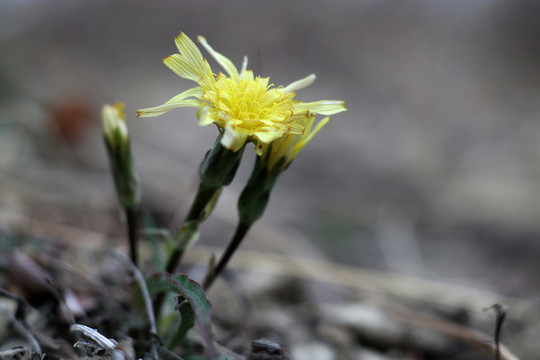 苦菜花