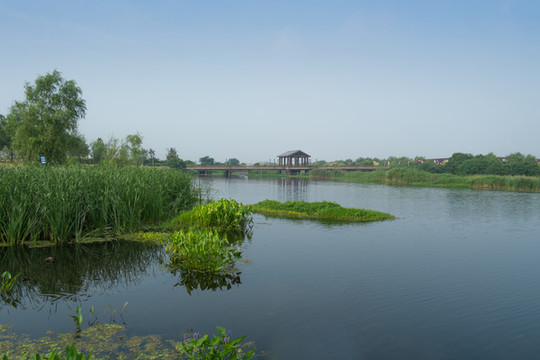 運河水