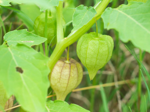 茄科植物小酸漿
