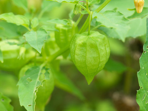 茄科植物小酸漿