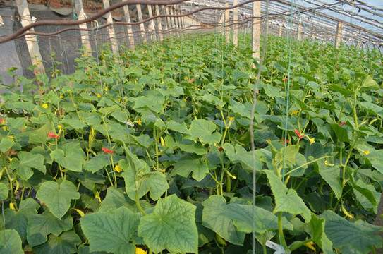 大棚中種植的海陽(yáng)白玉黃瓜
