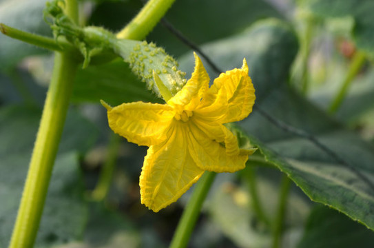 海陽牛奶白玉黃瓜開花結果