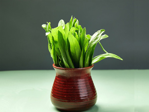 油麥菜