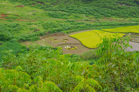 鄉(xiāng)村田園田野風(fēng)光素材