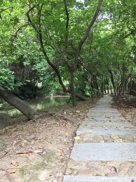 林間小路小河林蔭小路