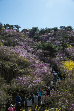 青島大珠山杜鵑花觀花云徑