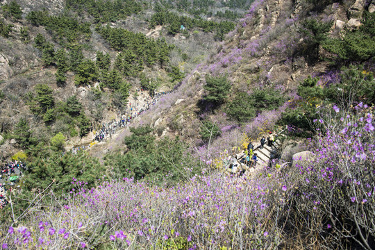 青島大珠山杜鵑花觀花云徑