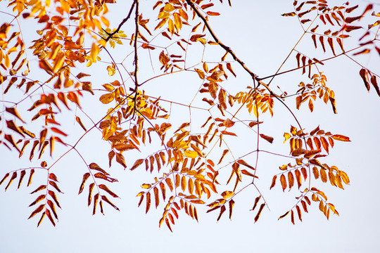 紅葉