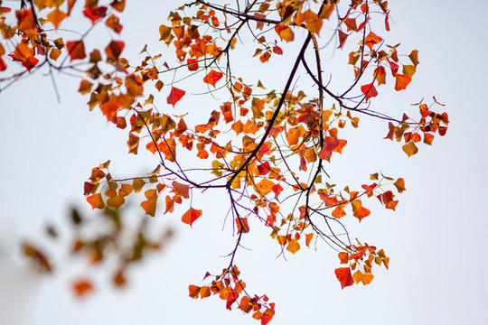 紅葉