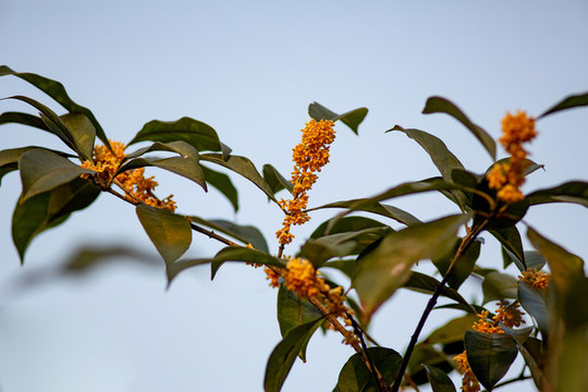 桂花