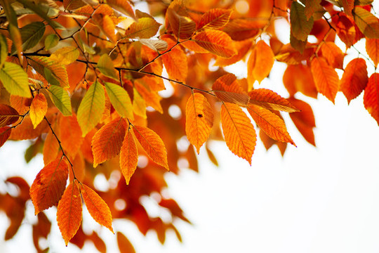 紅葉