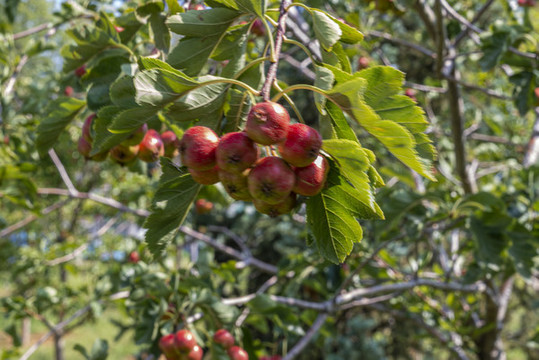 紅山楂果實(shí)